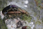 Seidiger Rohrkfer (Plateumaris sericea)