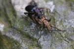 Seidiger Rohrkfer (Plateumaris sericea)
