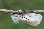 Weie Tigermotte (Spilosoma lubricipeda)