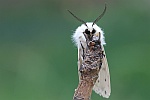 Weie Tigermotte (Spilosoma lubricipeda)