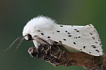 Weie Tigermotte (Spilosoma lubricipeda)