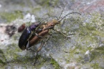 Seidiger Rohrkfer (Plateumaris sericea)