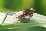 Gelbe Dungfliege (Scathophaga stercoraria)