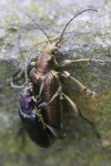 Seidiger Rohrkfer (Plateumaris sericea)