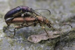 Seidiger Rohrkfer (Plateumaris sericea)