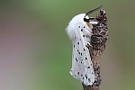 Weie Tigermotte (Spilosoma lubricipeda)