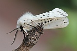 Weie Tigermotte (Spilosoma lubricipeda)