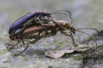 Seidiger Rohrkfer (Plateumaris sericea)