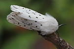 Weie Tigermotte (Spilosoma lubricipeda)