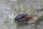 Seidiger Rohrkfer (Plateumaris sericea)
