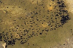 Kreuzkrte (Bufo calamita)