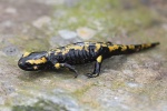 Feuersalamander (Salamandra salamandra)