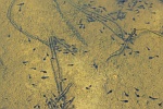 Kreuzkrte (Bufo calamita)