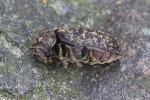 Gescheckter Nagekfer (Xestobium rufovillosum)