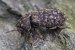 Gescheckter Nagekfer (Xestobium rufovillosum)