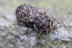 Gescheckter Nagekfer (Xestobium rufovillosum)