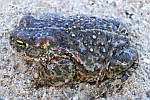 Kreuzkrte (Bufo calamita)