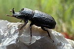 Kopfhornschrter (Sinodendron cylindricum)