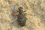 Kl. Uferlufer (Elaphrus riparius)