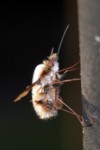 Hummelschweber (Bombylius major)