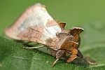 Messingeule (Diachrysia chrysitis)