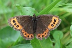 Weibindiger Mohrenfalter (Erebia ligea)