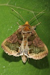 Messingeule (Diachrysia chrysitis)
