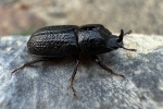 Kopfhornschrter (Sinodendron cylindricum)