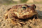 Kreuzkrte (Bufo calamita)