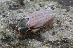 Feldmaikfer (Melolontha melolontha)