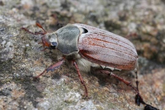 Feldmaikfer (Melolontha melolontha)