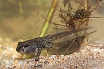 Wechselkrte (Bufo viridis)