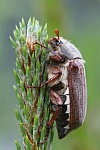 Feldmaikfer (Melolontha melolontha)