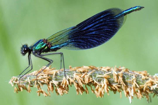 Gebnderte Prachtlibelle (Calopteryx splendens)