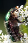 Kupfer-Rosenkfer (Protaetia cuprea)