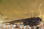 Wechselkrte (Bufo viridis)