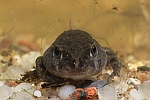 Wechselkrte (Bufo viridis)