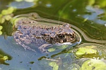 Wechselkrte (Bufo viridis)