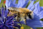 Hosenbiene (Dasypoda hirtipes)
