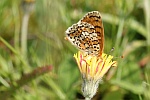 Wegerich-Scheckenfalter (Melitaea cinxia)