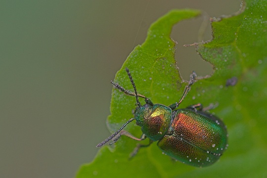 Ampferblattkfer (Gastroidea viridula)