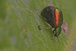 Ampferblattkfer (Gastroidea viridula)