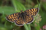 Wegerich-Scheckenfalter (Melitaea cinxia)