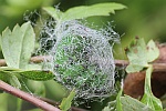 Kleines Nachtpfauenauge (Saturina pavonia)