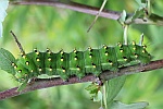Kleines Nachtpfauenauge (Saturina pavonia)