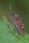 Beerenwanze (Dolycoris baccarum)