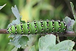 Kleines Nachtpfauenauge (Saturina pavonia)