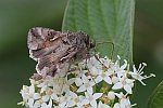 Gammaeule (Autographa pulchrina)