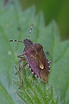 Beerenwanze (Dolycoris baccarum)