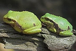Laubfrosch (Hyla arborea)
